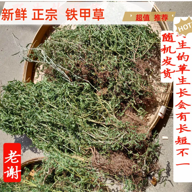 广西软肝草 铁甲草 细密疏山扁豆 新货正宗 非种植品 泡茶煮水