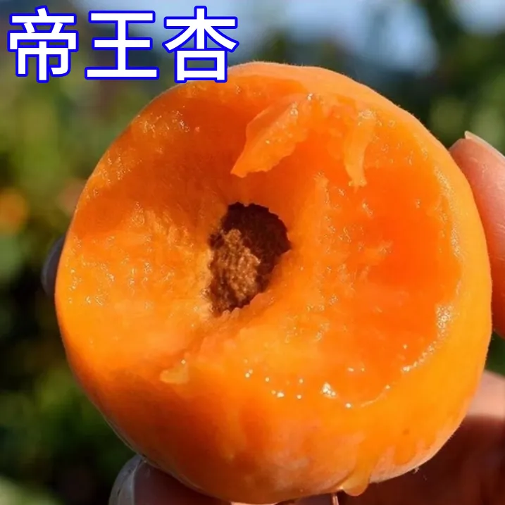 帝王杏树果苗南北方种植嫁接苗盆栽果树耐寒特大号杏子苗当年结果