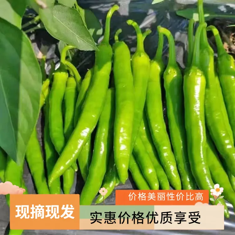 【助农乡村】新鲜杭椒农家自种现摘现发青椒尖椒泡椒虎皮辣椒中辣