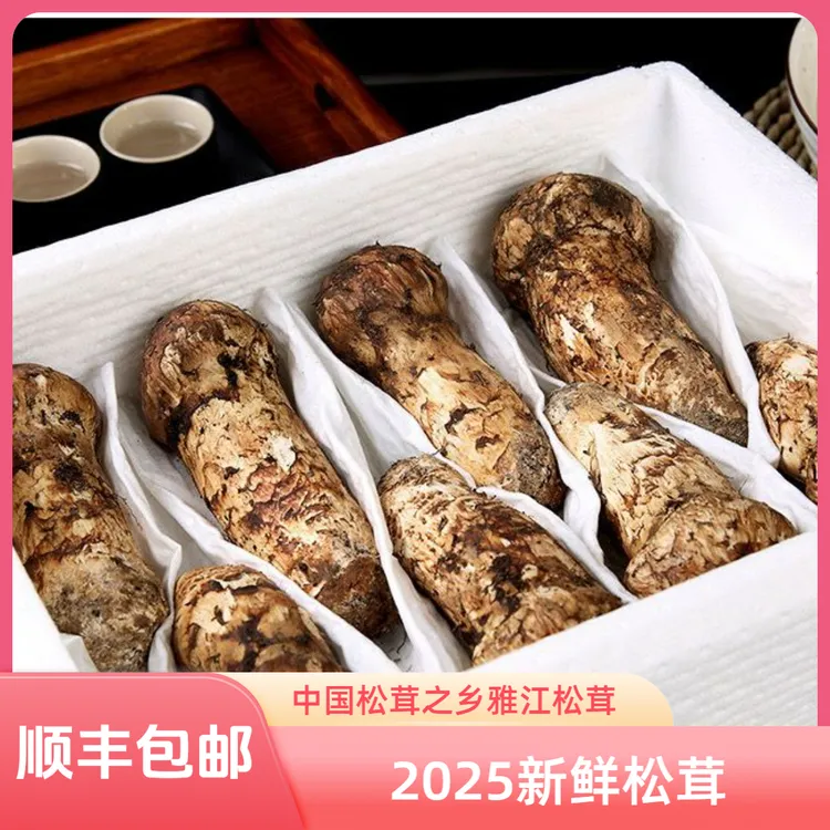 2025雅江松茸云南新鲜松茸香格里拉野生菌现采现发蘑菇野生松茸菌
