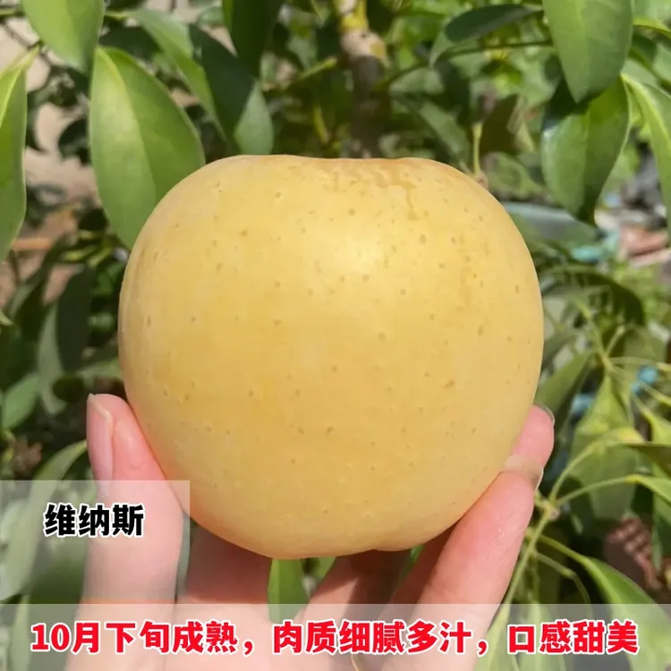 维纳斯苹果树树苗嫁接新品种黄金苹果苗南北方盆栽地栽种植苹果苗
