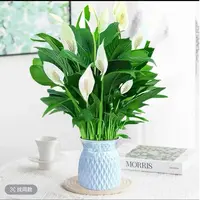 白掌盆栽一帆风顺水培植物室内好养花卉绿萝绿植水养白掌四季开花