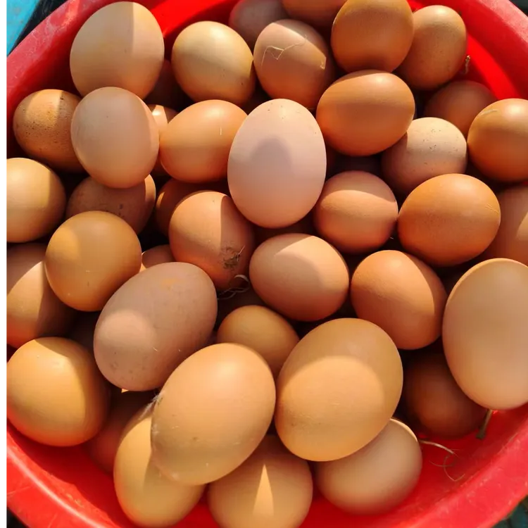 正宗山东乳山凤凰顶跑山鸡蛋60枚当天日期新鲜发货顺丰送货上门