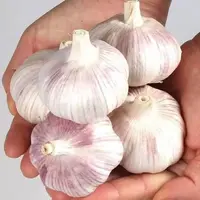 农家大蒜500g包邮