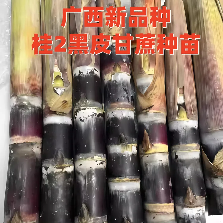 广西黑皮甘蔗盆栽种植黄皮白玉甘蔗种种子苗种黄金水果甜甘蔗种苗