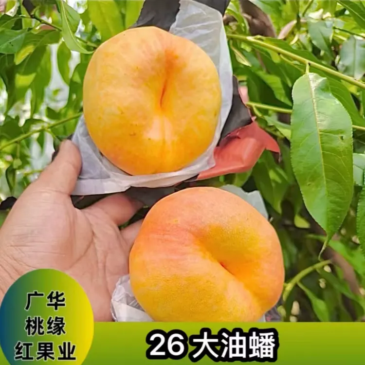 31号大油蟠 一年生种子秋季落叶后发货