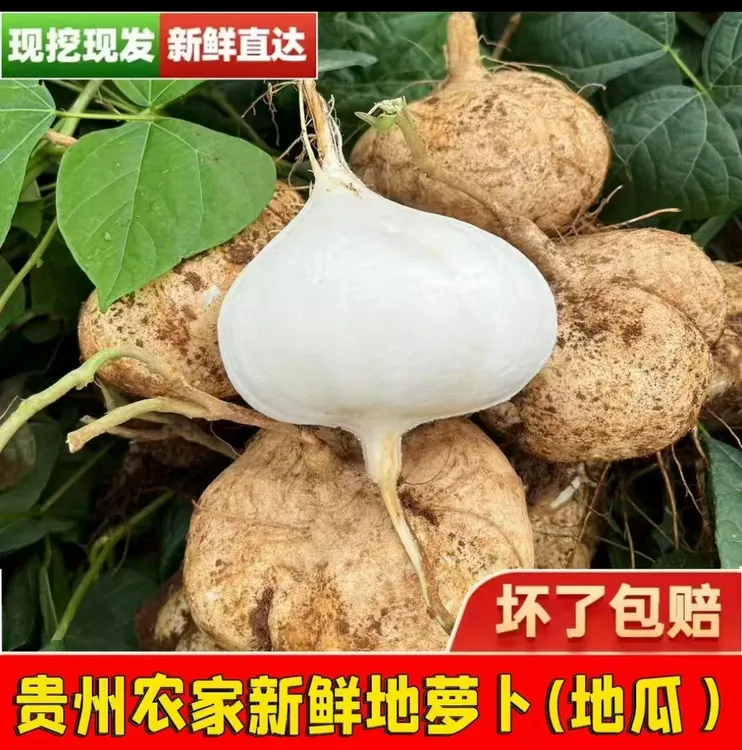贵州农家新鲜地萝卜现挖现发（地瓜）