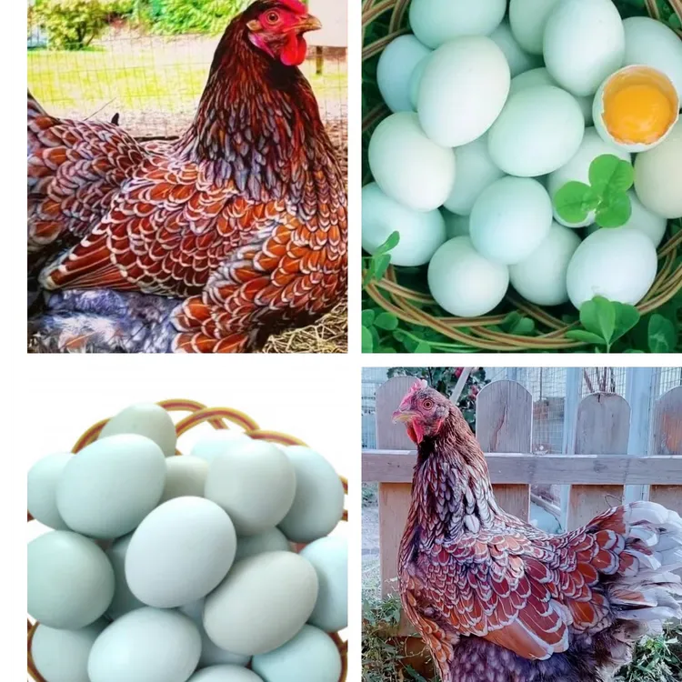 【半大】鱼鳞鸡蛋新鲜美味蛋质量好