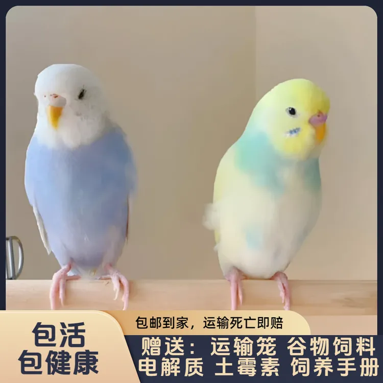 抢！【2只】特色大头鹦鹉活体可手养亲人的宠物鸟