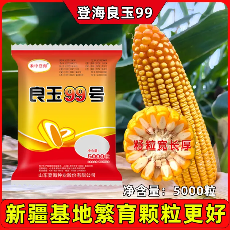 良玉99（5000粒）升级版玉米种子