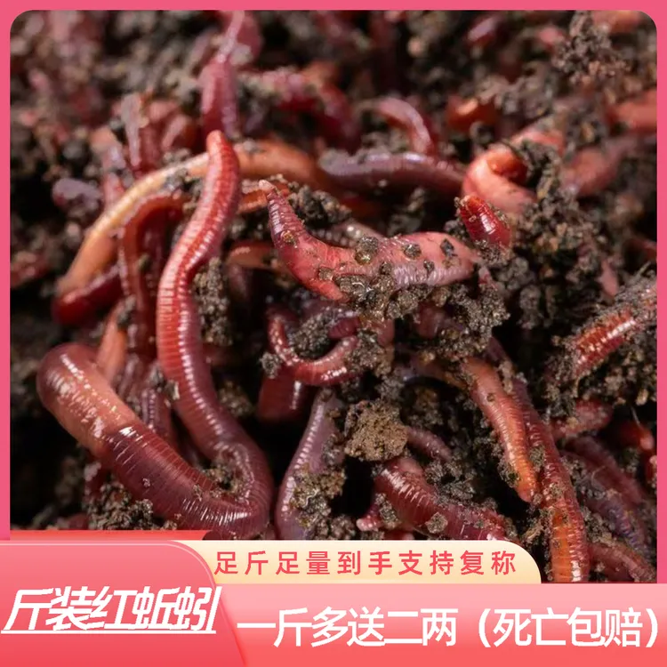 【一斤装】鲜活蚯蚓活饵适用于户外黑坑钓鲫鱼鲤鱼的通用垂钓饵料