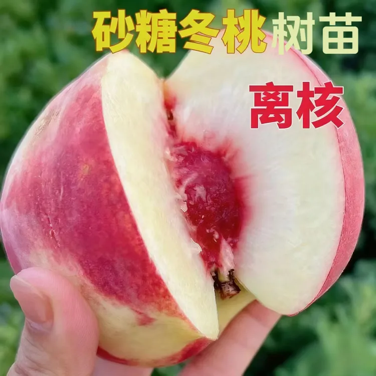 冬桃树苗九月成熟桃树苗桃子苗南北方盆栽地栽耐寒抗旱耐热