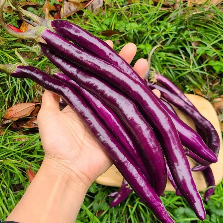 紫杭茄种子种子外皮油亮清香软糯小院盆栽地栽四季种植菜园