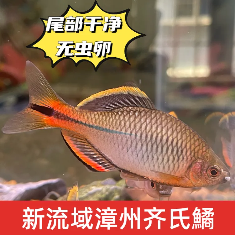 新流域漳州齐氏鱊鳑鲏无虫原生观赏非福泉莆州广东杭德冷水鳑鲏鱼