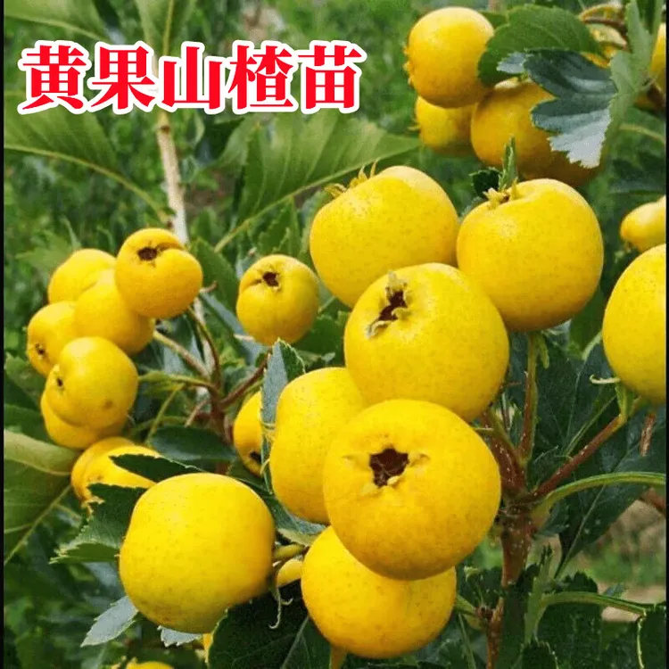 山楂树苗大果黄山楂苗盆栽南方北方种庭院地栽果树嫁接山楂树活苗
