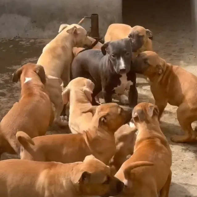 (信豪犬舍《比特犬》)T狗狗活体