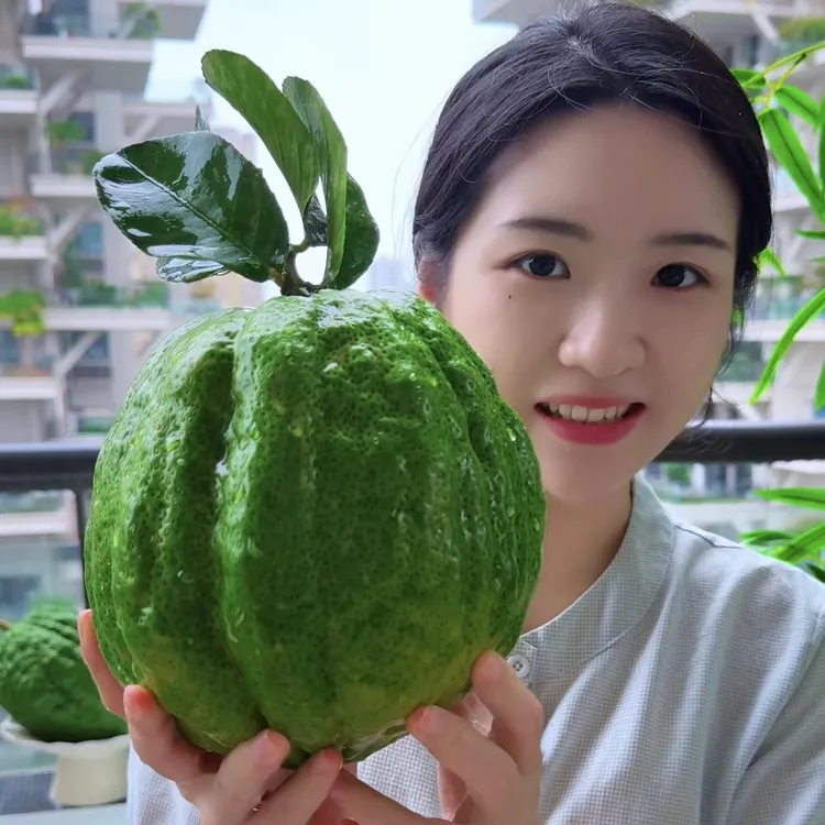 云南香橼果绿果摆件清供盘完居家摆件---威x2