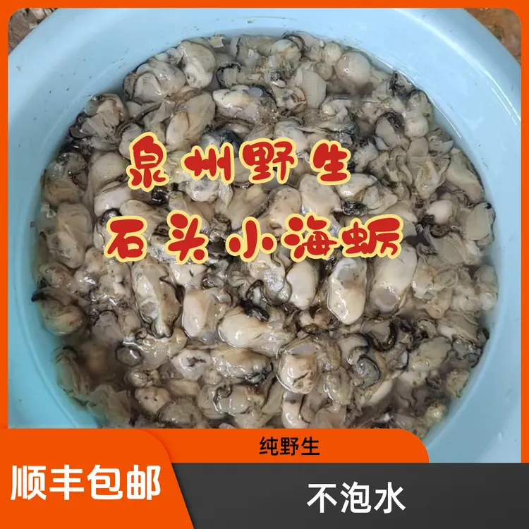 野生石头小海蛎肉泉州特产新鲜牡蛎肉鲜活不泡水海鲜美味蚵仔煎