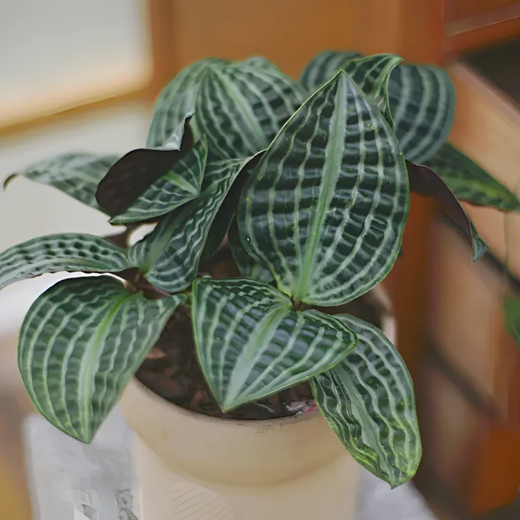 【泡泡龙银波草】室内小型多年生观叶绿植盆栽适合阳台新手