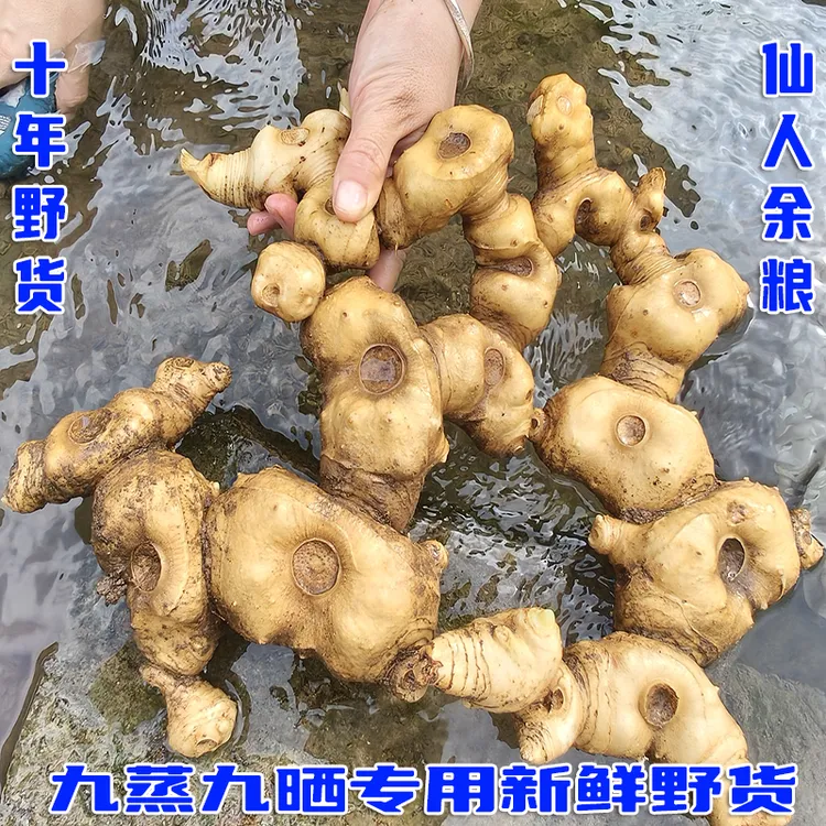 100%新鲜野生大黄姜深山采药人现挖10年老虎姜九蒸九晒专用精色姜