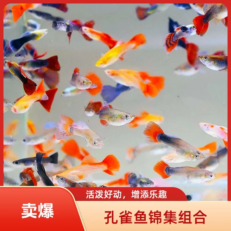 多品种精品孔雀鱼锦集组合胎生鱼小型观赏鱼灯科热带鱼渔场直发