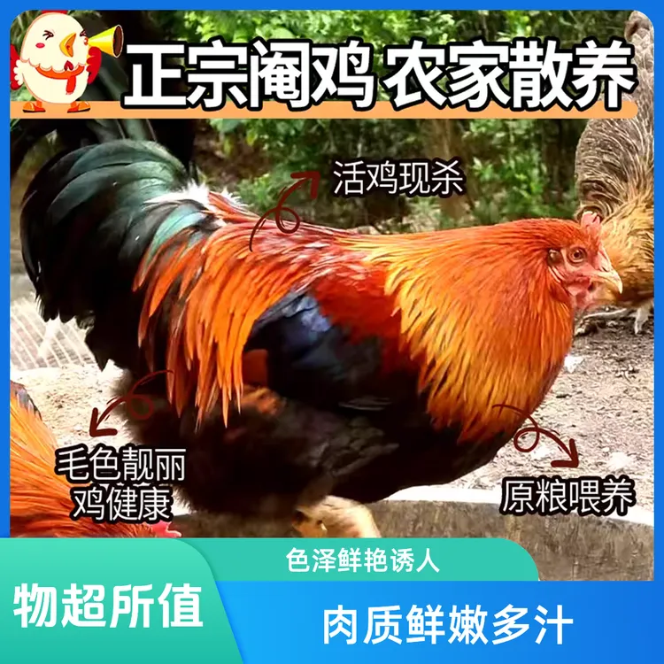 正宗农家散养三黄鸡阉鸡净重1750克