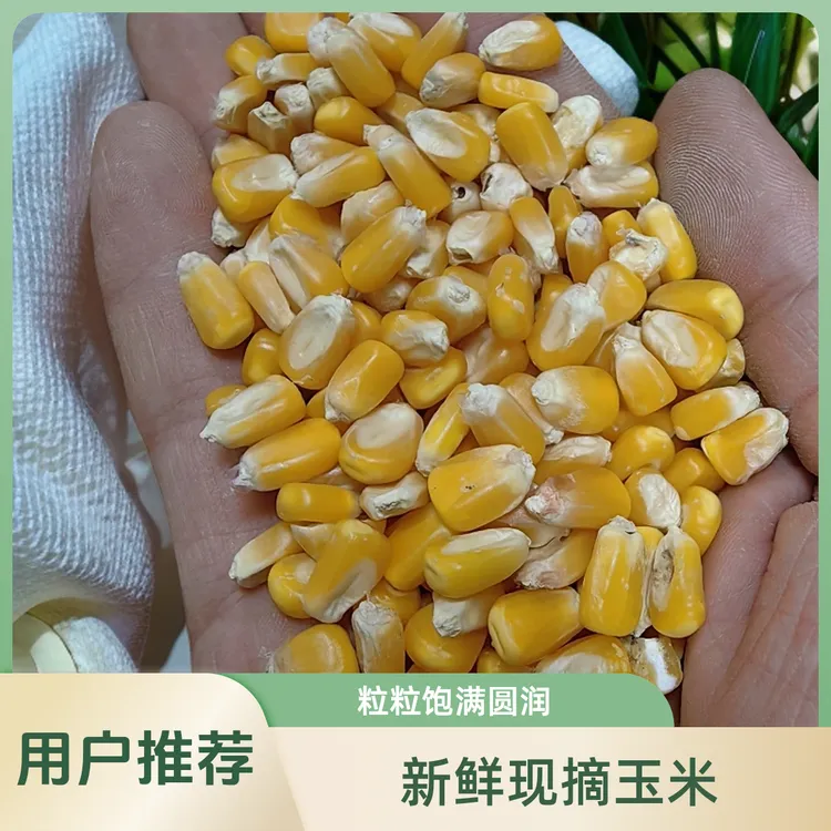 玉米粒可酿酒磨面食用还能喂鸟鸡鸽鸭鹅做爆米花打窝鱼饵