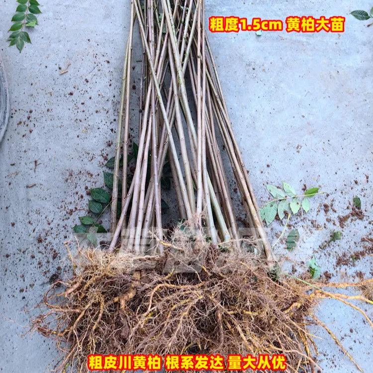 【直】黄柏树苗厚皮黄柏苗纯正川黄柏树苗厚皮中药材树苗现挖保湿