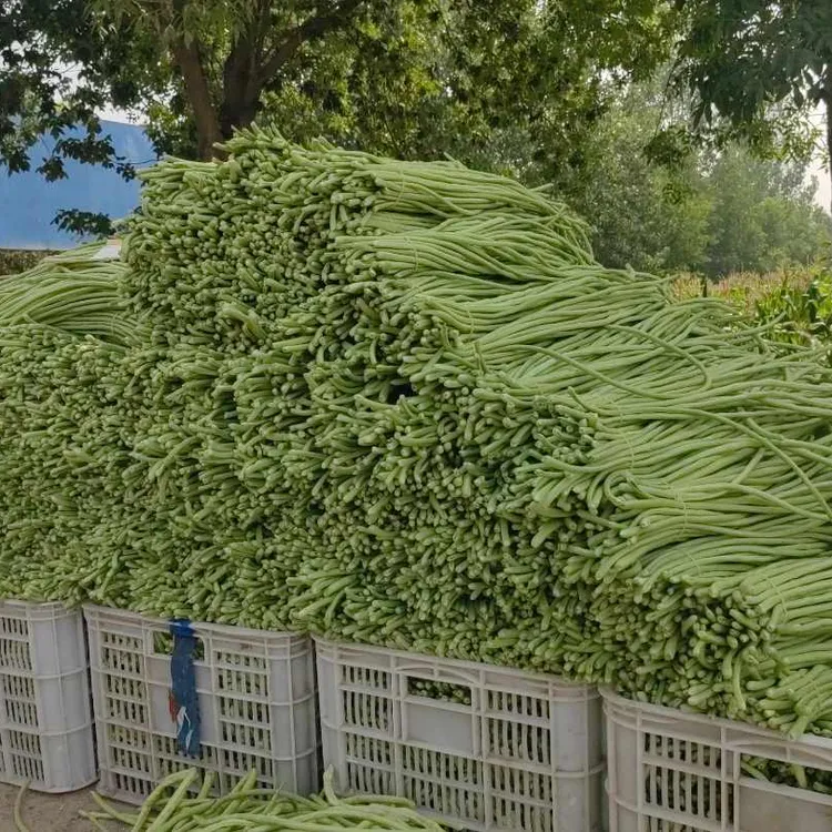 农家自种新鲜豇豆 长豆角  脆嫩蔬菜青油豆 包邮