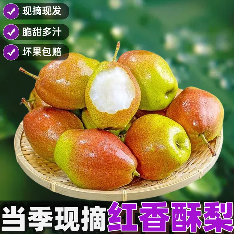 【25年头茬】5斤红香酥梨现摘现发当季新鲜水果库尔勒香梨香梨