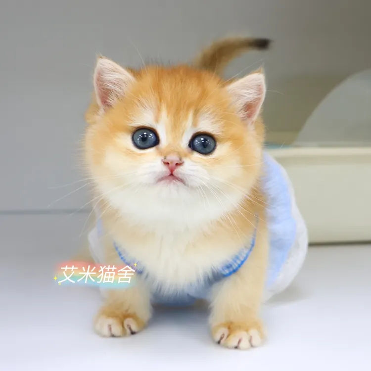 英国短毛猫金渐层妹妹包子脸