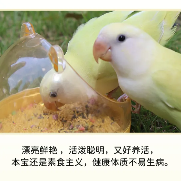 新奇宠物手养牡丹鹦鹉可爱萌萌宠物鸟