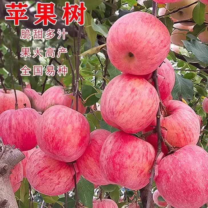 烟台红富士2001脆甜苹果树苗嫁接苹果苗南方北方种植当年结果