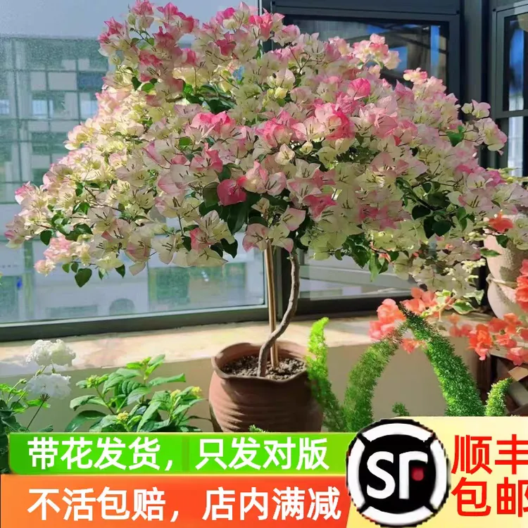 绿樱三角梅原盆原土发货带盆带土带花苞四季开花好养易活