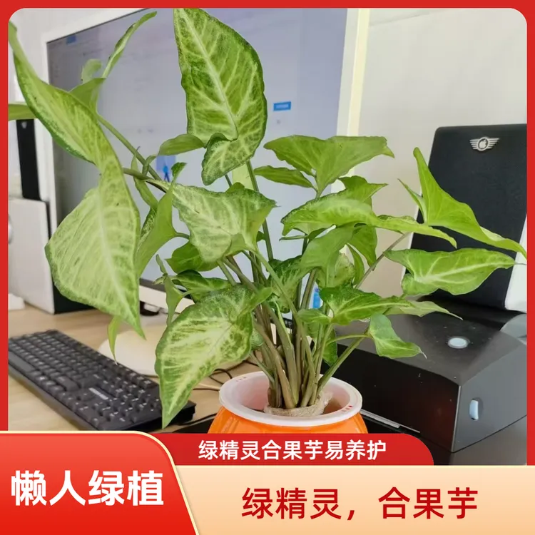 绿精灵合果芋易活新手好养盆栽阳台客厅办公室室内绿植净化空气