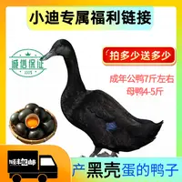 【98到手24只黑蛋鸭】宠物活体黑壳蛋鸭黑蛋鸭下黑蛋的D鸭小黑鸭
