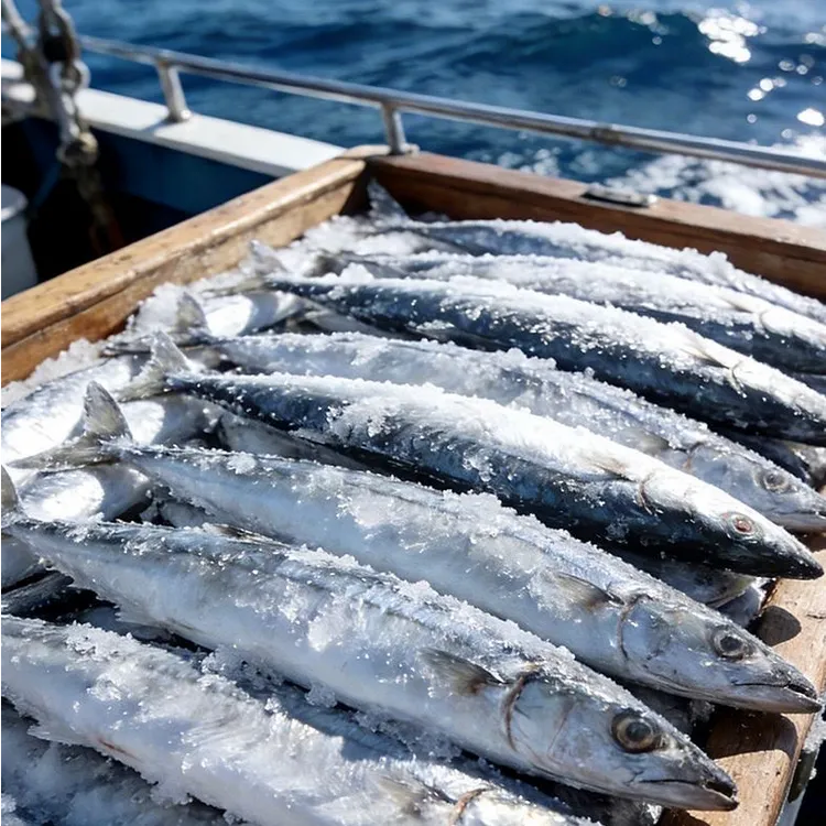 新鲜海捕秋刀鱼冷冻鲜活深海海鲜烧烤食材秋刀鱼水产海鱼