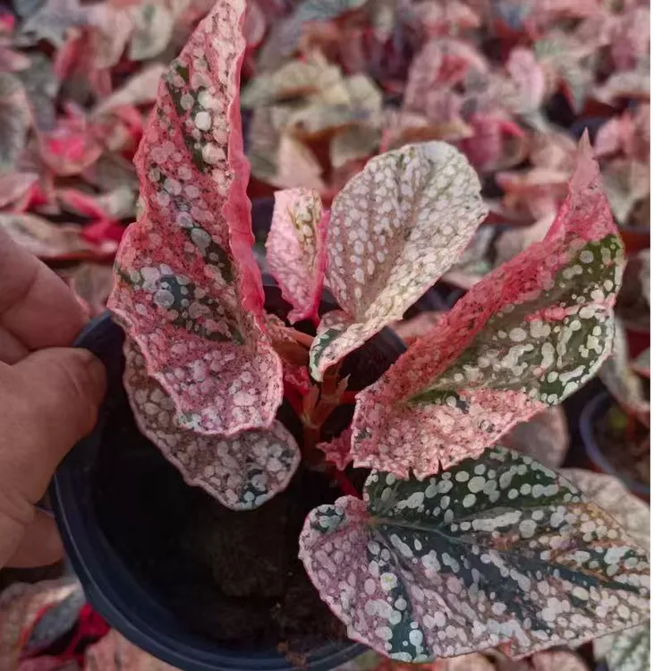 锦化秋海棠 鳟鱼锦富士山锦银河锦胭脂锦 ins热植室内观叶植物