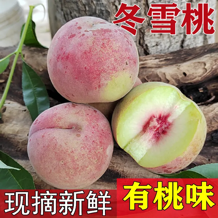 【顺丰】四川冬雪蜜桃 大凉山冬桃 脆甜5斤装（新鲜桃，是小品种桃）