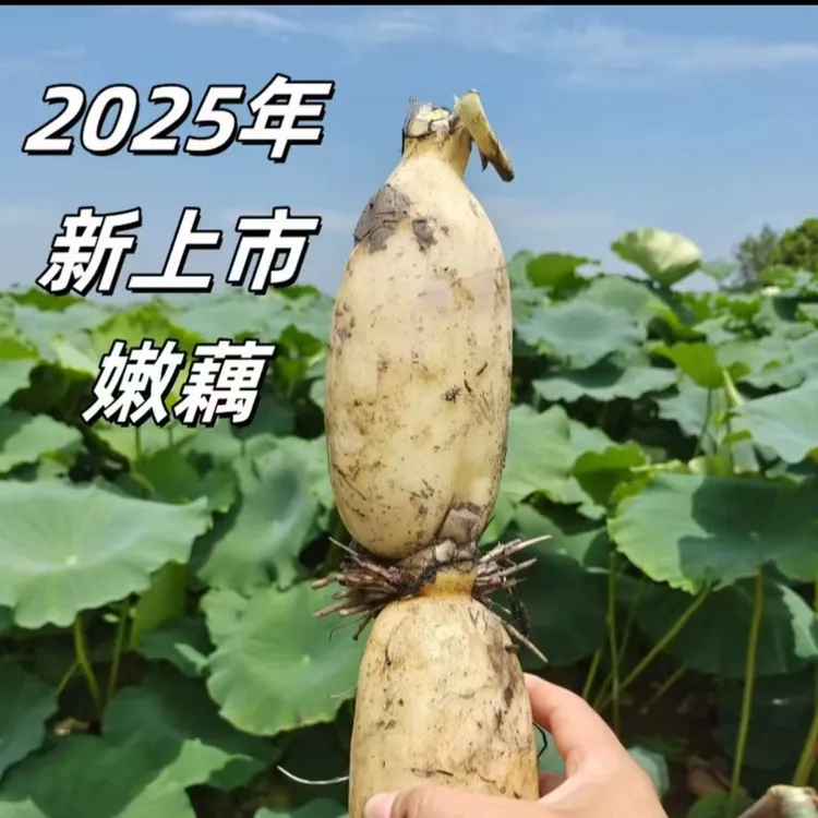 湖北仙桃莲藕小节+中节清甜可口可清炒凉拌适合生吃