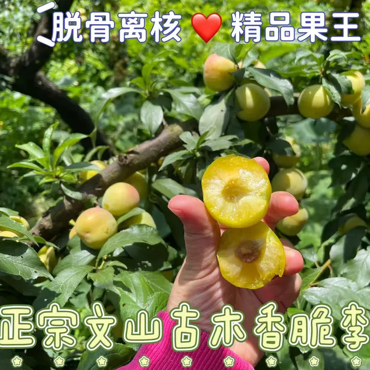 【顺丰发货】云南文山古木香脆李