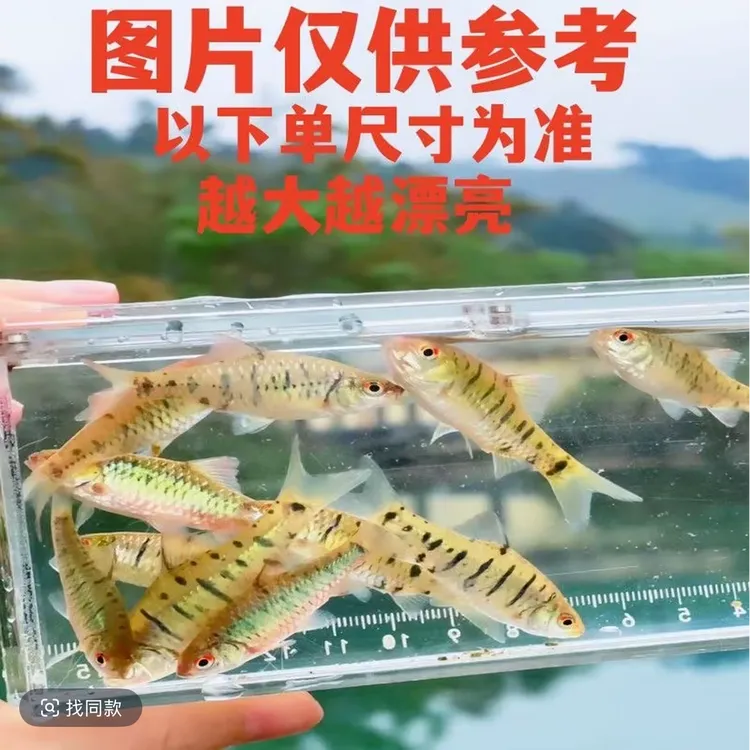 冷水 不加温 条纹小鲃鱼 群游 清洁除藻 耐寒不打氧 斗鱼伴侣野生