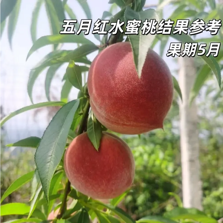 桃树苗嫁接五月红水蜜桃苗南北方庭院盆栽地栽甜脆早熟水密桃树苗
