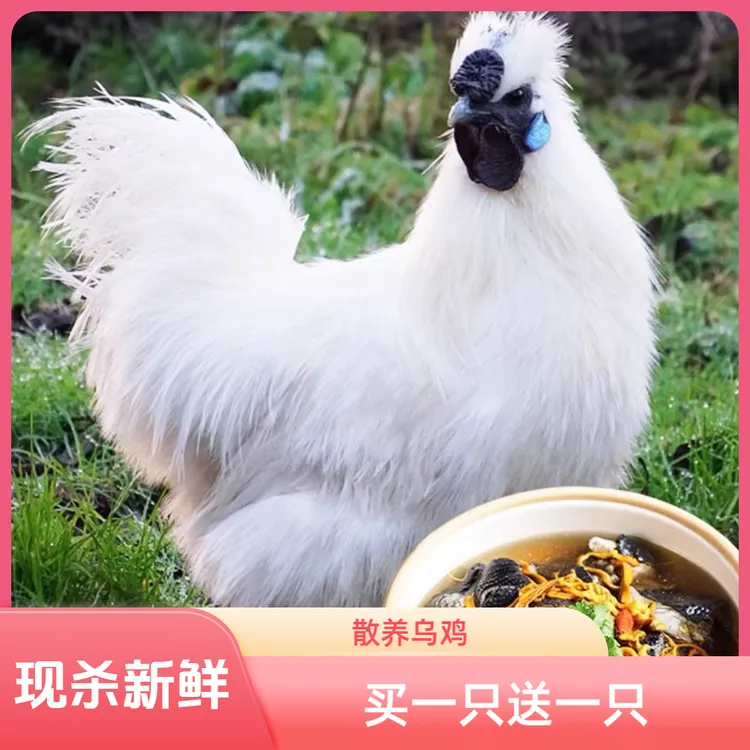 【买一只送一只】散养大乌鸡新鲜现杀农家土乌鸡优质乌骨鸡泰和品种