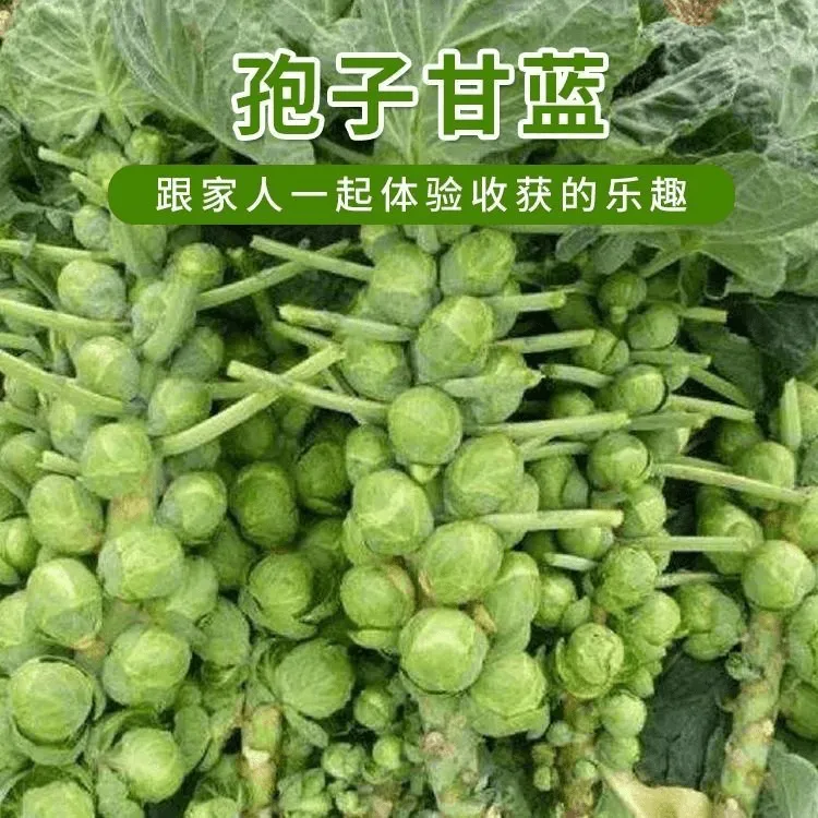 孢子甘蓝种子孢子甘蓝菜子甘兰小包心菜四季播蔬菜