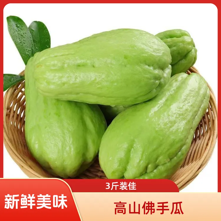 新鲜嫩洋瓜贵州高山农家种植现摘新鲜佛手瓜正宗洋瓜炒菜炖汤