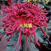 【火凤凰】带花苞菊花盆栽九月菊多季开花室内花卉植物