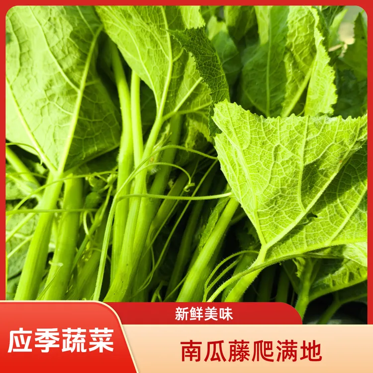 【坏了包赔】河南农家自种新鲜应季蔬菜现摘现发南瓜尖营养美味