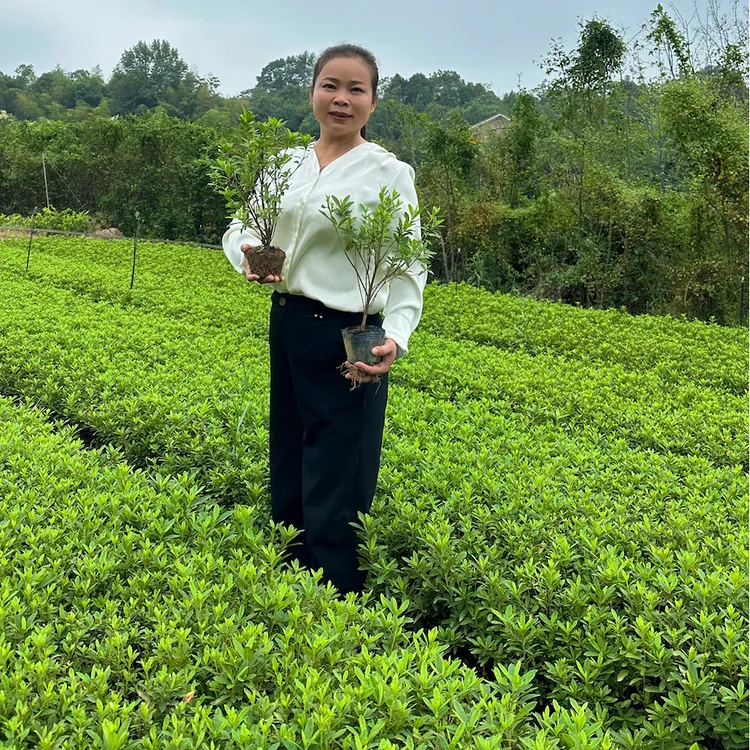 杜鹃花花语，红色象征鸿运高照，忠诚与友谊长存的美好寓意
