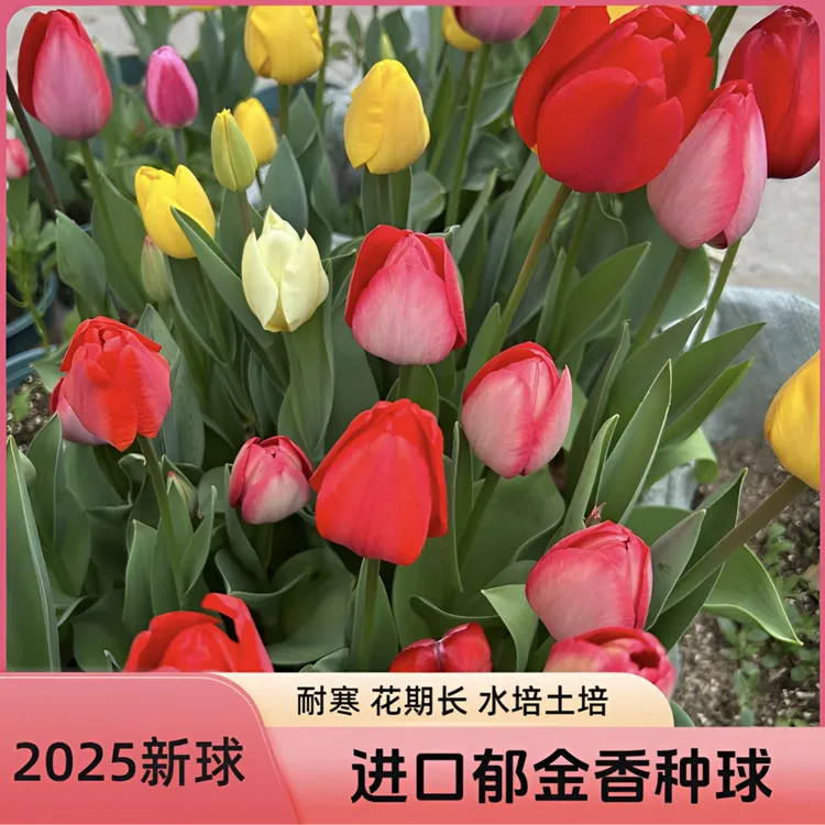 进口郁金香种球耐寒多年生开花爆满四季开花水培土培阳台花盆种植